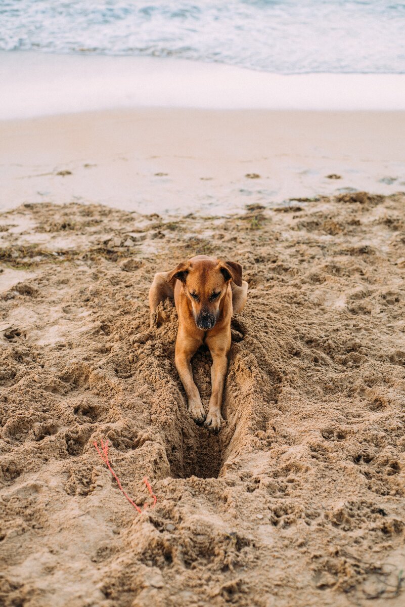 https://www.pexels.com/search/Bungou%20Stray%20Dogs/