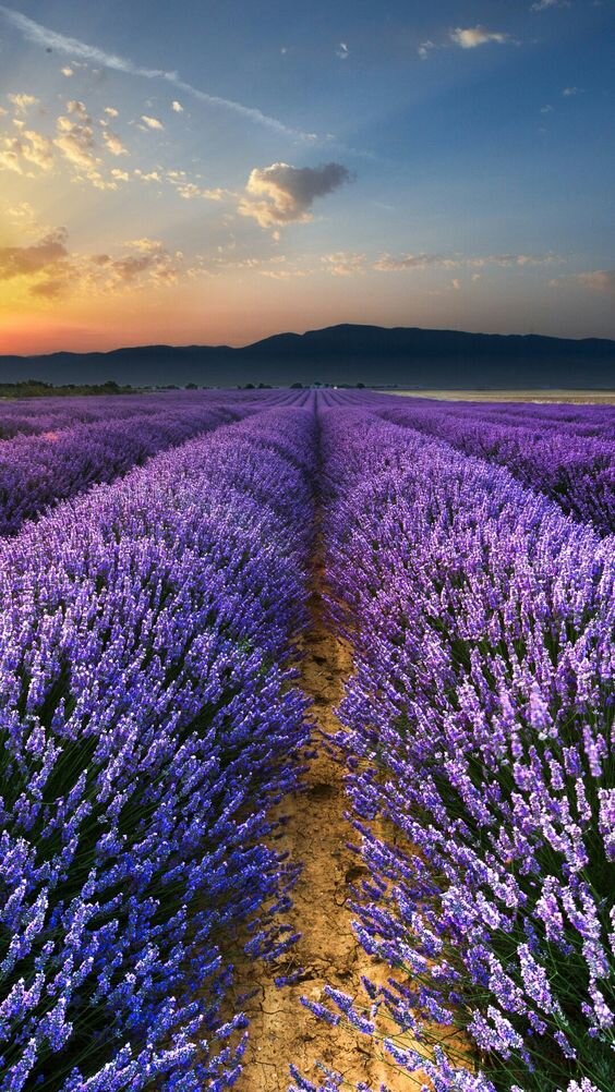 https://www.pinterest.com/pin/AQGIcwmHoL7AvQ57etXlei56Jb62hSmKP2KwWbdZ4bYc9JjmeIJHG0Q/