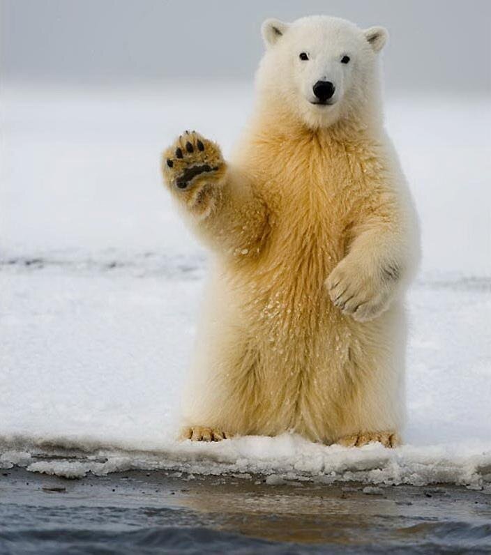 Короли снегов Земли: удивительные фото и факты о белых медведях - , Sputnik Казахстан
