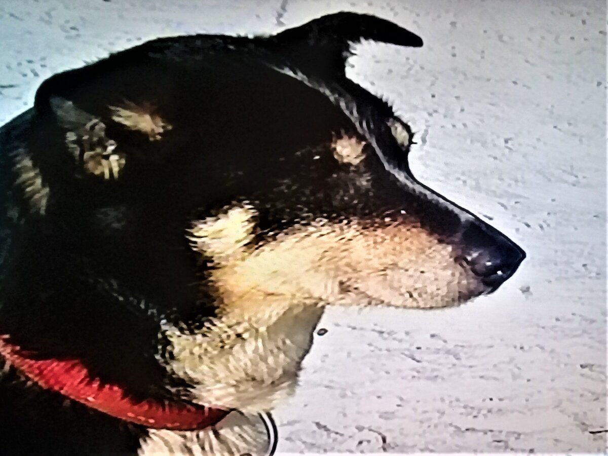 Фото из личного архива. Это ездовой пес, участник гонки на собачьих упряжках- Берингия- 2019.