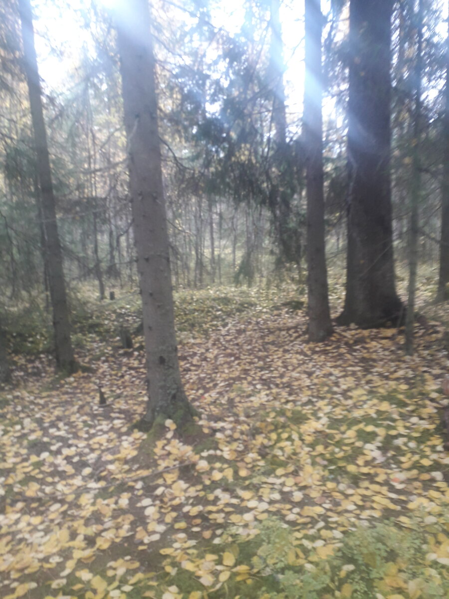 Карельский лес