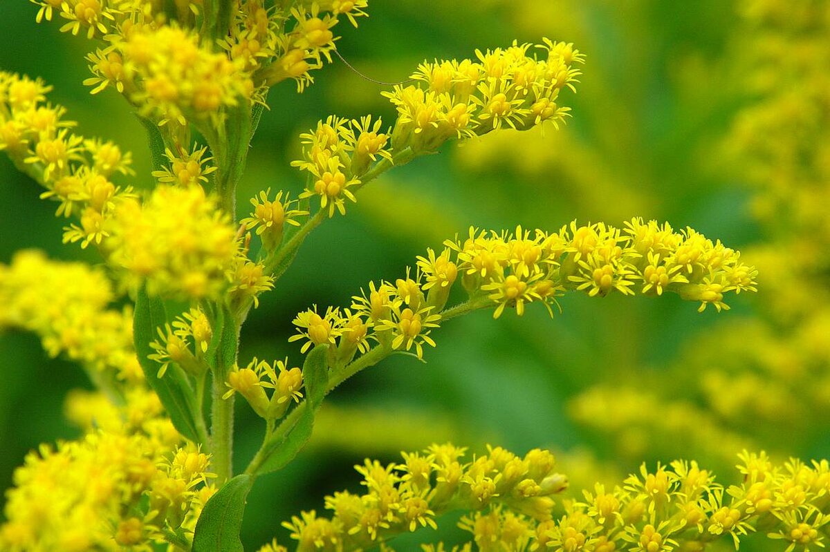 Растение Solidago altissima