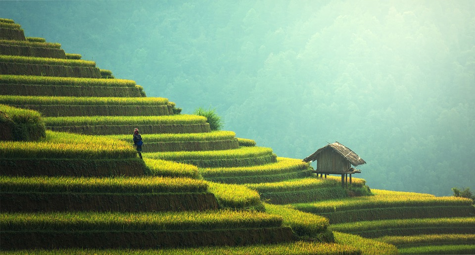 https://pixabay.com/photos/agriculture-rice-plantation-thailand-1807581/