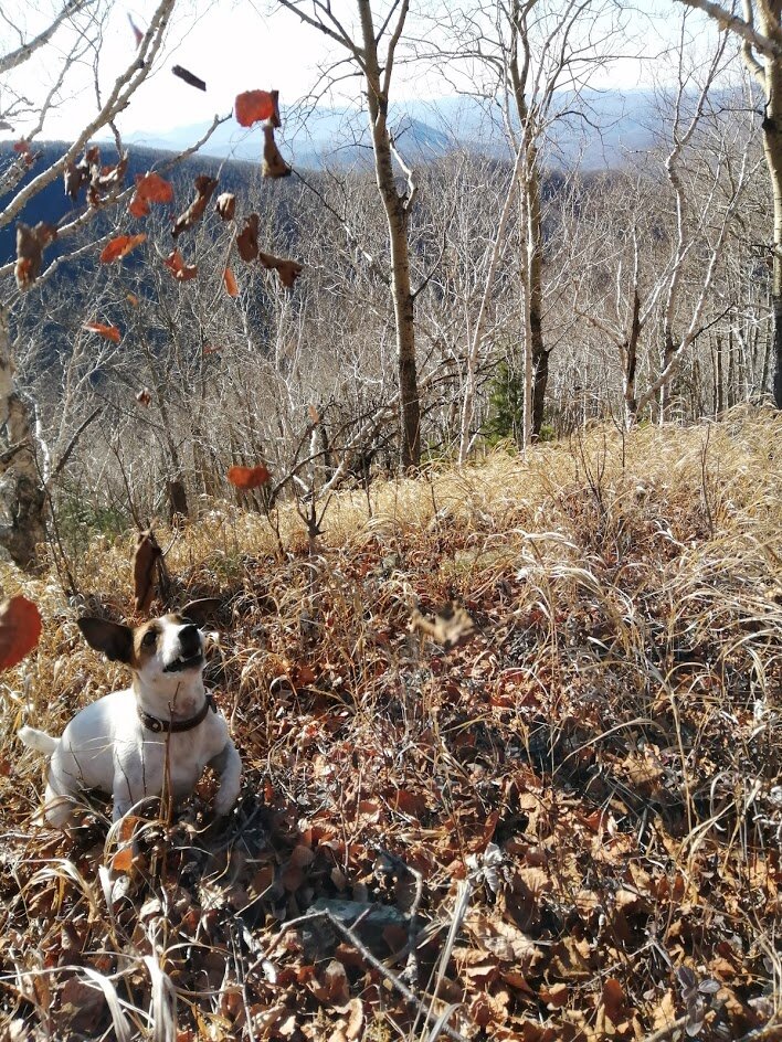 Закуска тигра №1