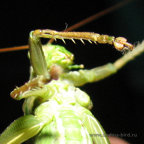 жук богомол. конечности саранчи. внешнее строение прямокрылых насекомых. лапки кузнечика. лапки кузнечика.