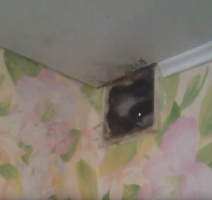 Он такой милый!