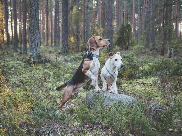 Пако и Нафаня