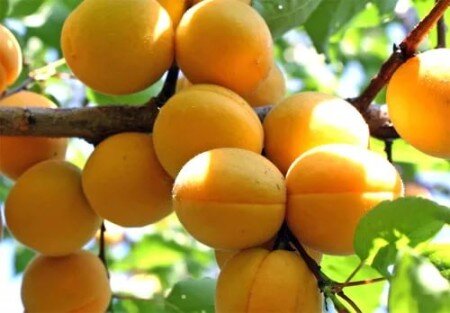 Зимостойкие сорта абрикоса для Подмосковья: агротехника выращивания и обзор лучшихсортов