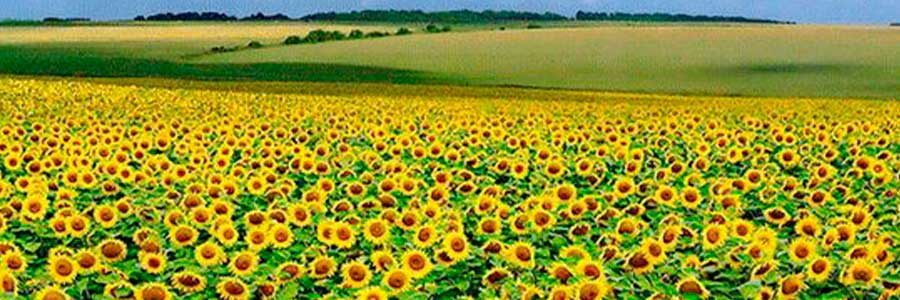 Источник фото: anapacity.com