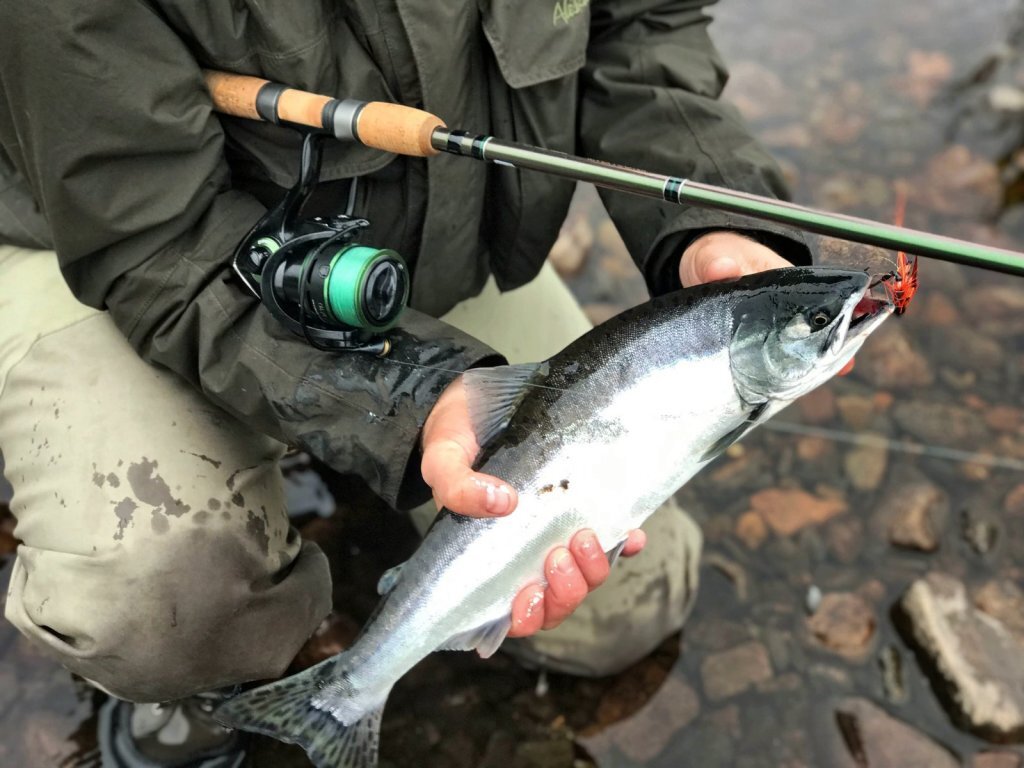 Горбуша. Источник Картинки Yandex.ru