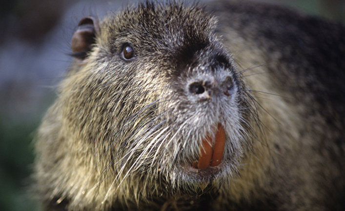 Нутрия возрастом около 3 лет.