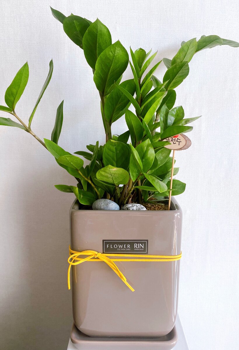 Вот такой замиокулькас (долларовое дерево) подарили нам коллеги на новоселье. 