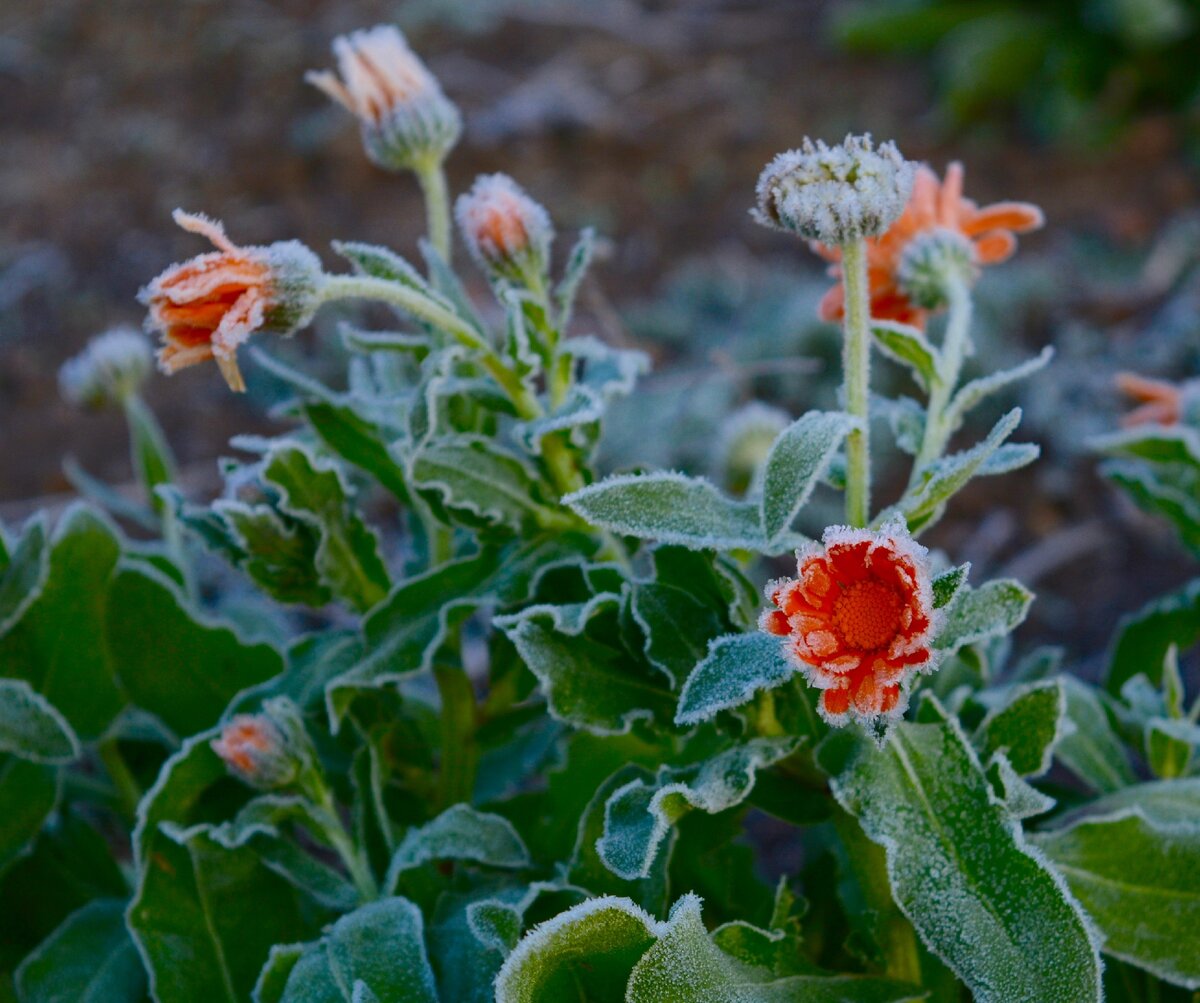Такую красоту получилось сфотографировать в огороде после осеннего заморозка 