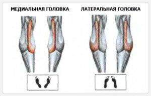 Выполняют 2 подхода по 10 повторов, затем 1 подход с носками наружу и 1 подход с носками внутрь (проработка разных пучков). Затем выполняют 3 подхода по 10 повторов для каждой ноги (с носками прямо, внутрь и наружу), вторая нога расслаблена или согнута. Если одна нога слабее, то ориентируются на число её отказов.