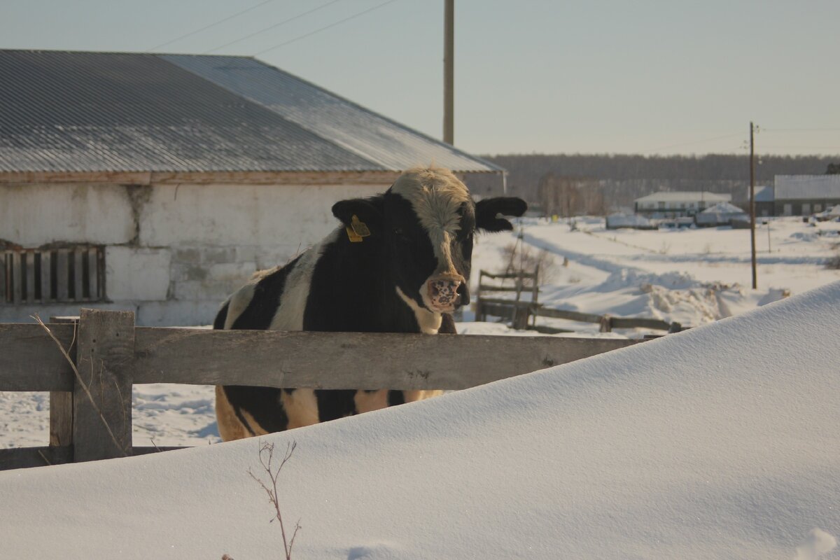 Коровья ферма