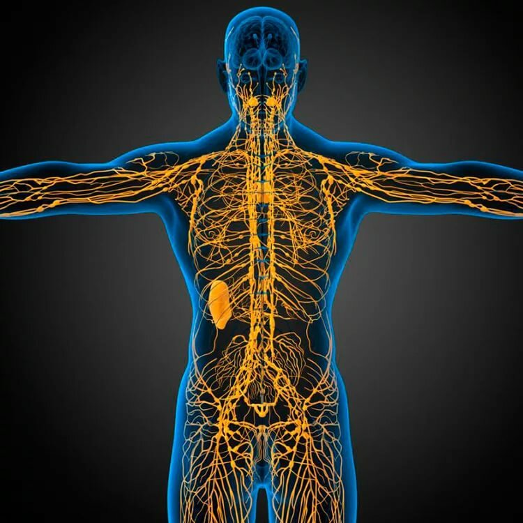 Лимфатическая система человека. Лимфа анатомия. Что такое лимфа у человека. Лимфатическая система человека 3 д. Движение лимфатических сосудов