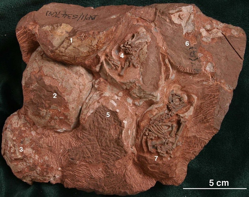 Фото находок в Фан-Це-Ча-Ли