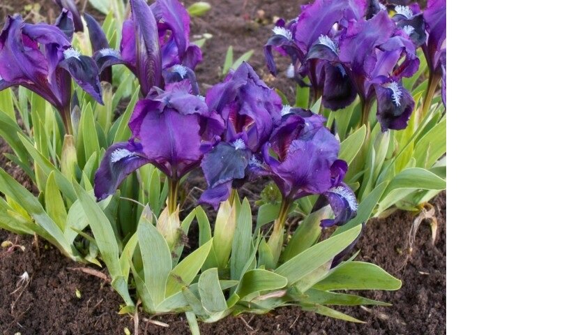 Ирис карликовый (Iris pumila)