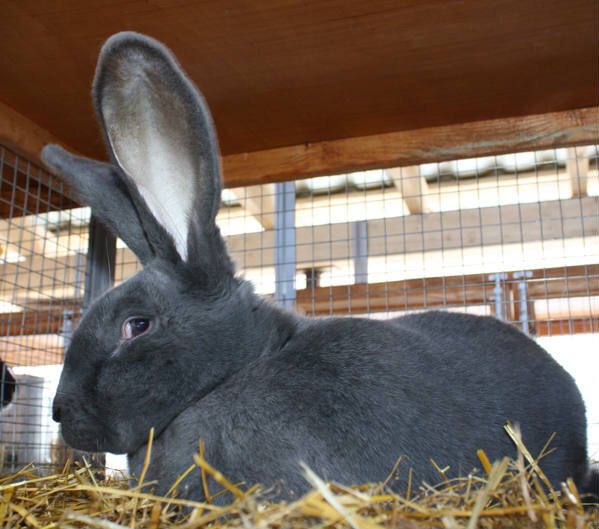 Кролики Ризен: описание породы, фото, содержание, разведение