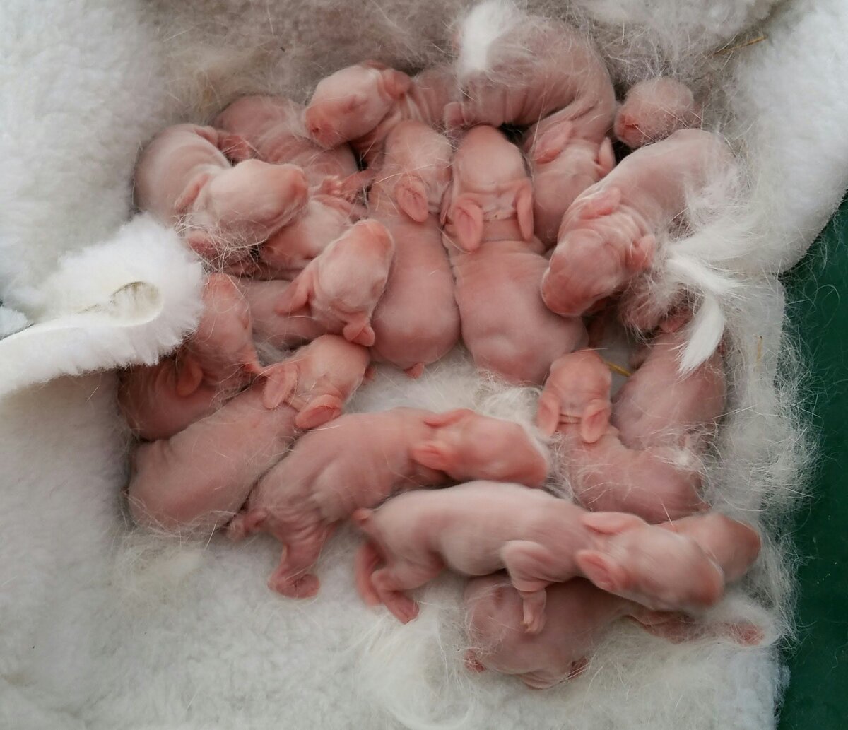 Новорожденные крольчата