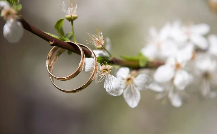 Зато укроп растет...  Фото с сайта https://pixabay.com/