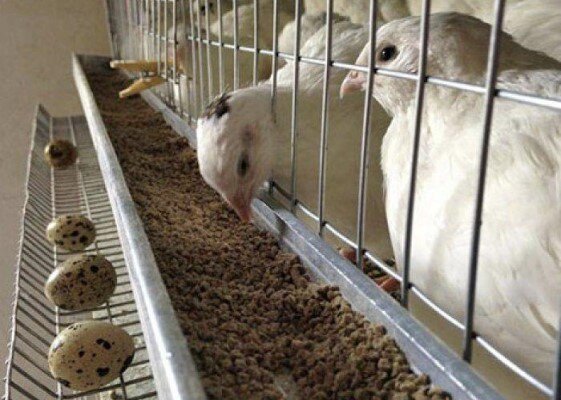 Техасцы имеют белое оперение и черное пятно на голове