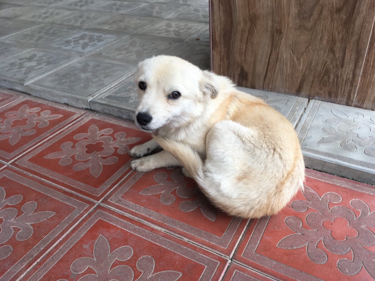 Вот такого щенка нашла моя мама.