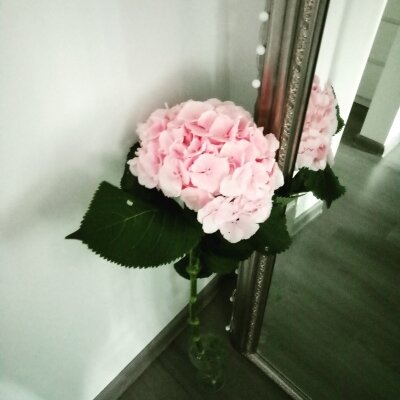 Цвет бадлона был, как эта гортензия