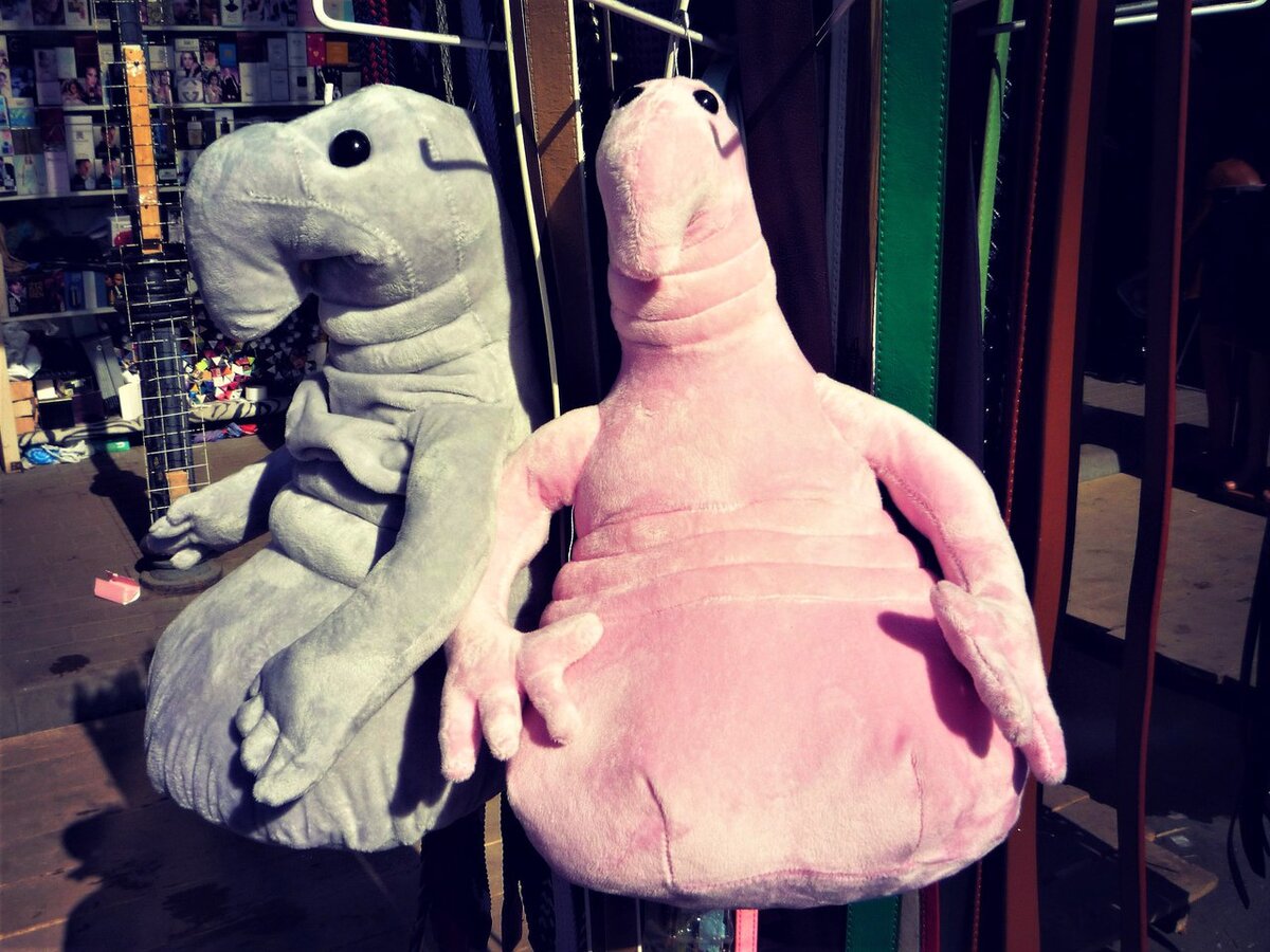 Их можно назвать символами Апрашки - они тоже ждут перемен. Фото автора