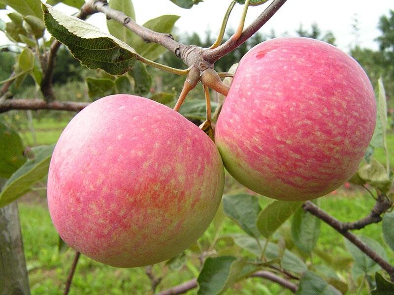 Любимая с детства яблоня Слава Победителям: посадка и уход за плодовым деревцем.