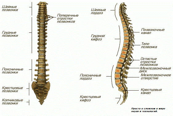 Позвоночник взрослого человека.