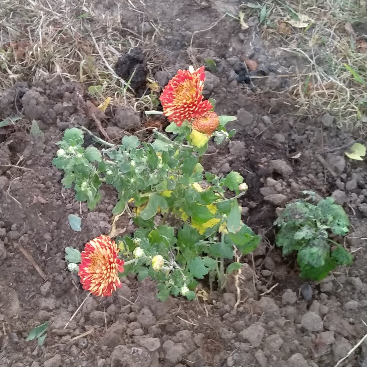 Пестрая малышка. 