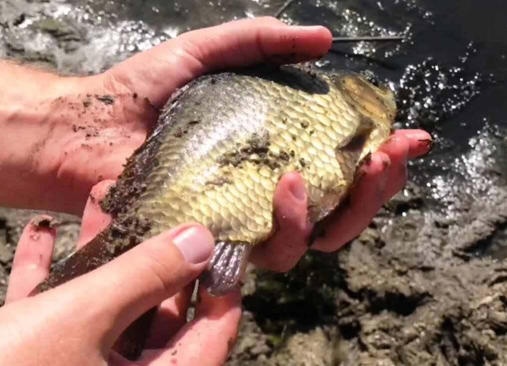 Не трудно догадаться