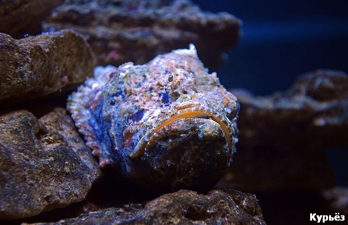 Рыба-камень (Ист. изобр. https://commons.wikimedia.org/)