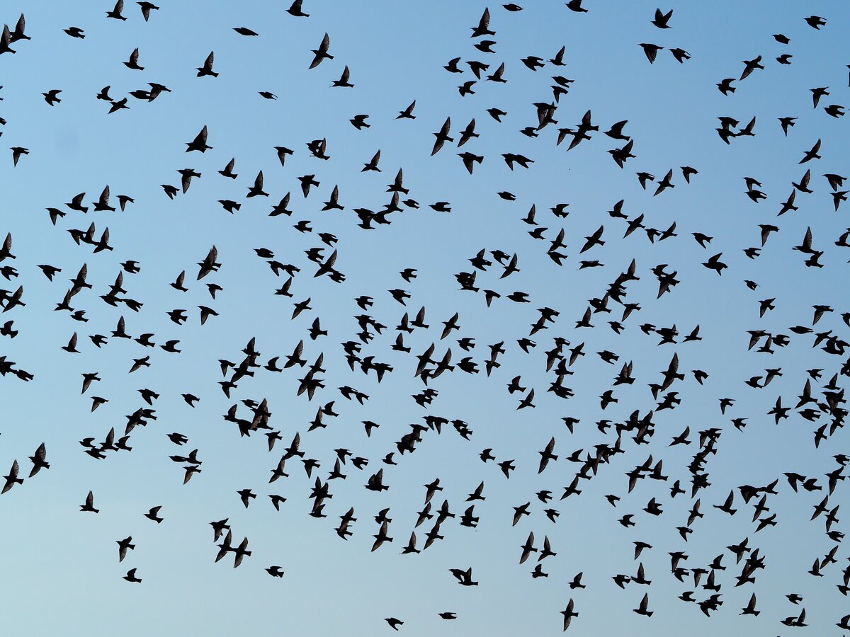 Изображение flockine с сайта Pixabay 