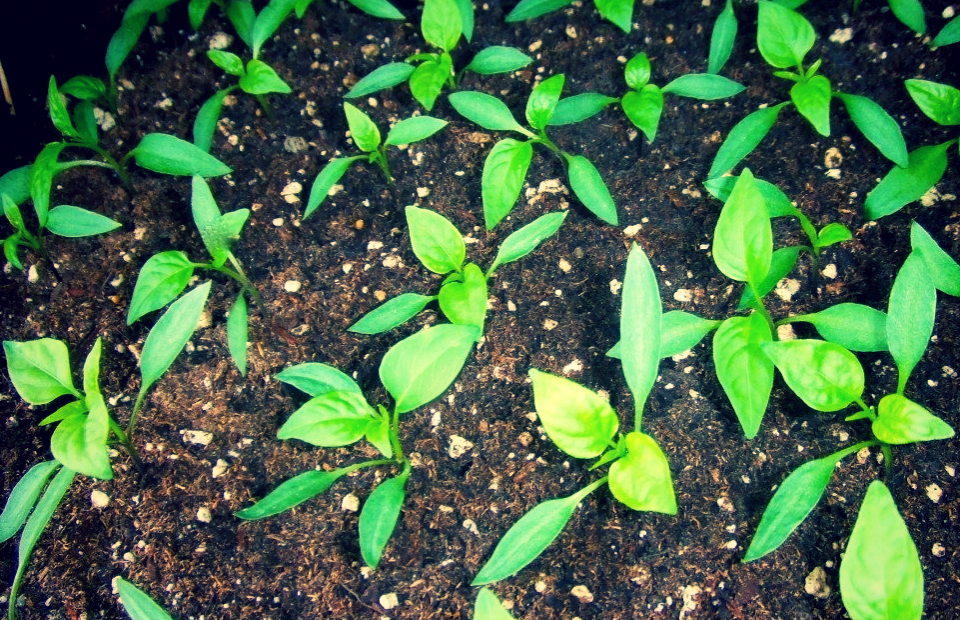 Рассада перца.