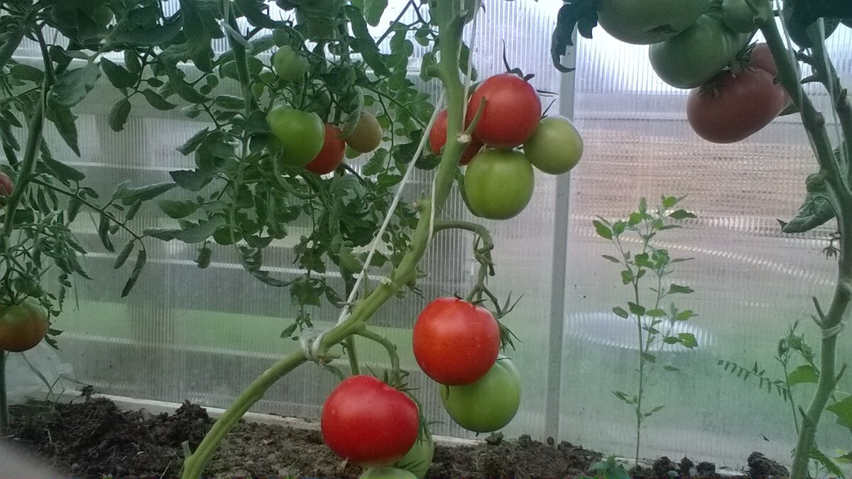 Томат "Бабушкин подарок"