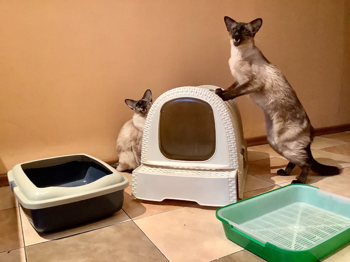 Да, это всё наши лотки, но пользуются котики домиком :) Фото автора.