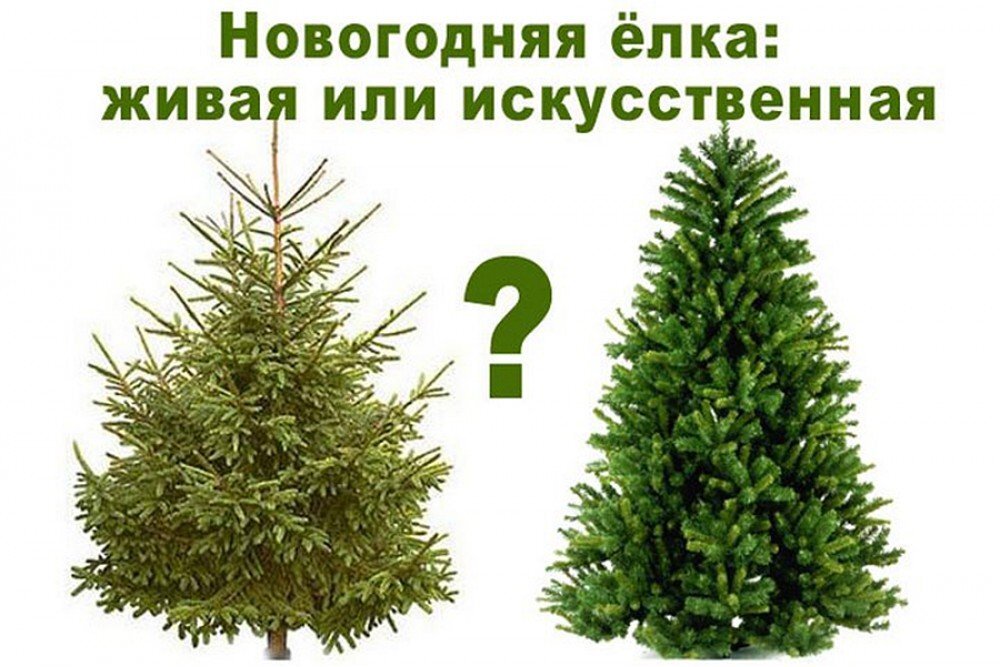 Живая или искусственная елка. Живая или искусственная елка. Живая или искусственная елка. Елка живая и искусственная. Живая и искусственная ель.