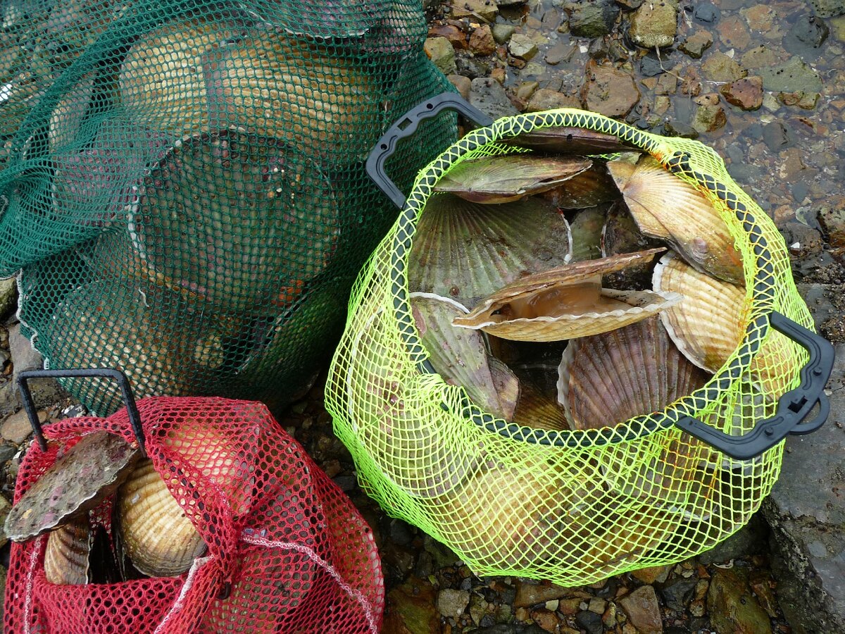 Питомза с уловом