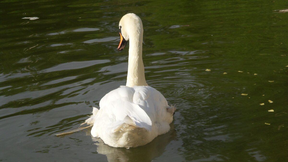 Птичка тут просто так, для красоты