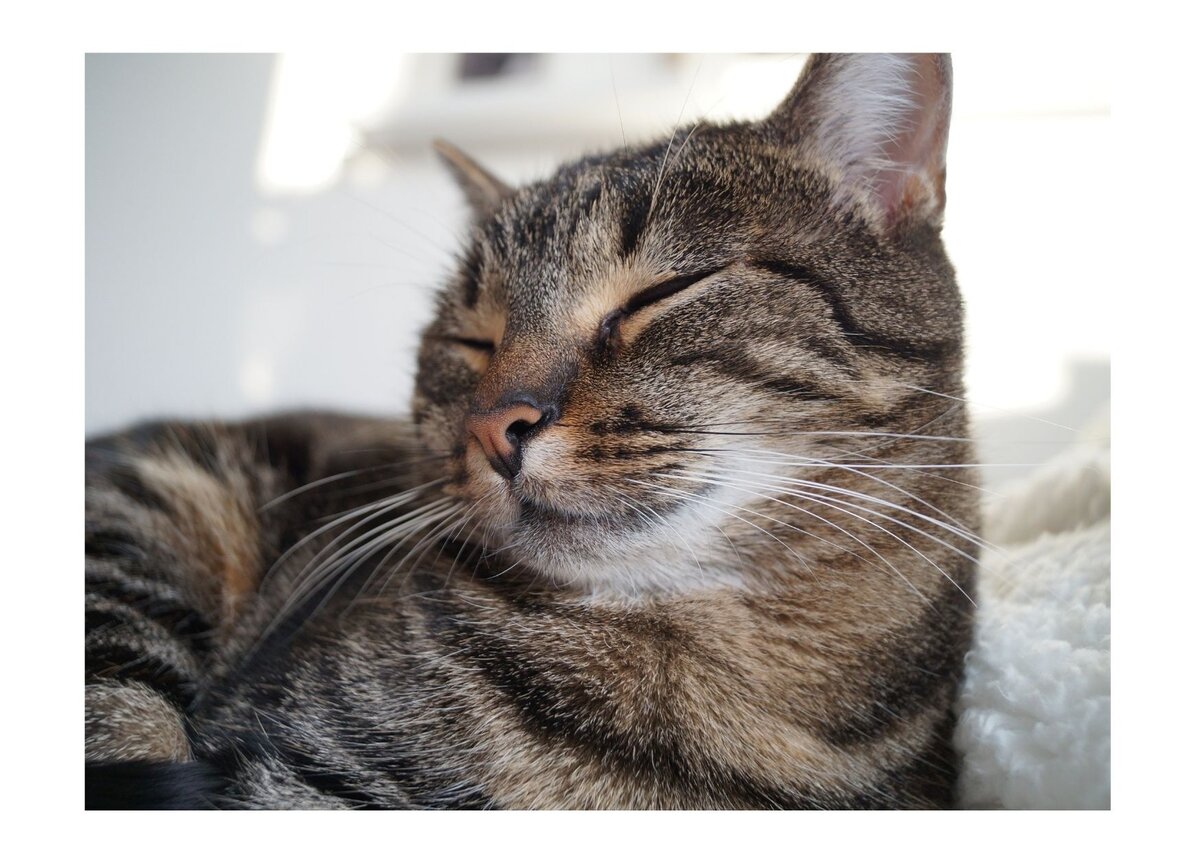 Улыбка кота.