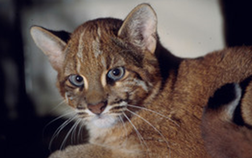 Явно чем-то недоволен. Фото из открытого источника.