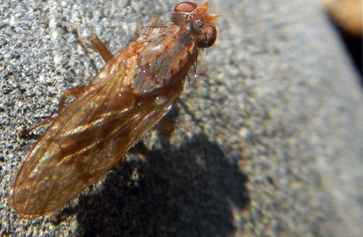 Чесночная муха (Suillia lurida)