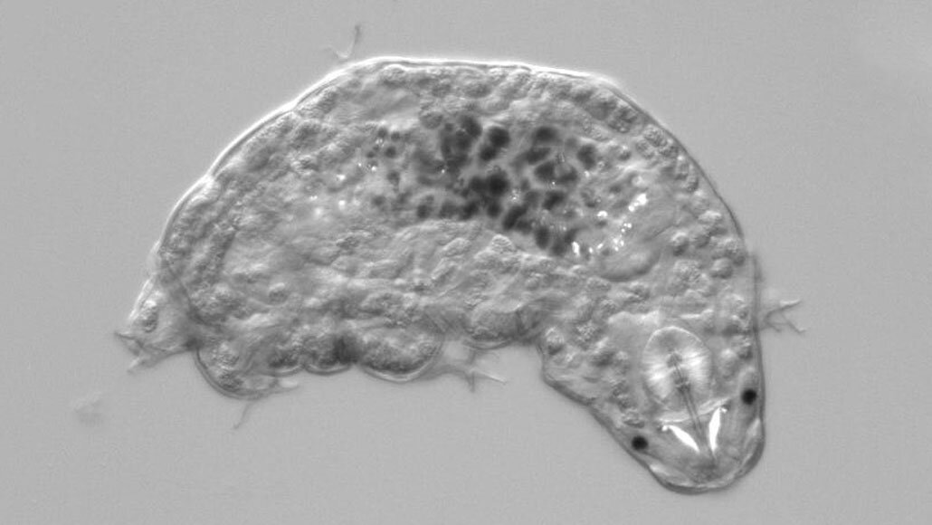 Тихоходка Hypsibius exemplaris. Фото: Goldstein Lab.