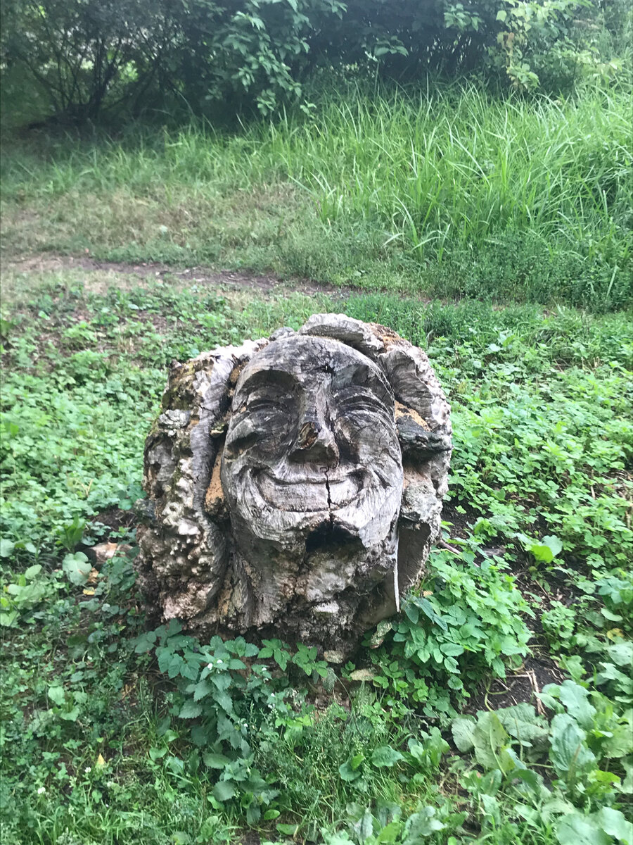 Личный фото архив автора. Просто красивый пень. Любые совпадения - случайны