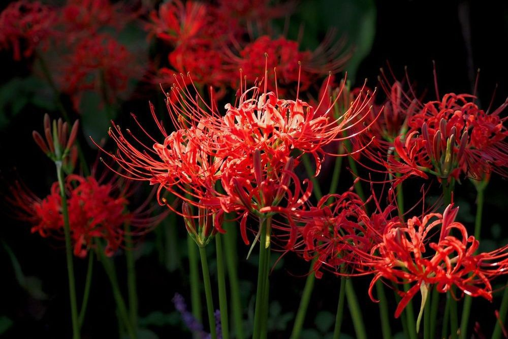 Самый известный представитель рода — Ликорис лучистый (лат. Lycoris radiata) 