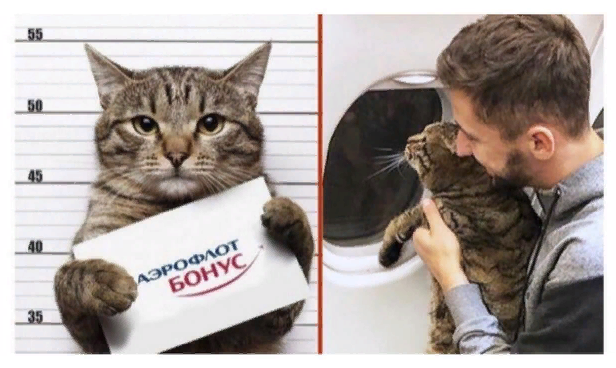 И никаких бонусов. Владелец согласен с решением Аэрофлота. И это правильно. Как правильно и то, что кот не ехал в багаже. Фото из инета.