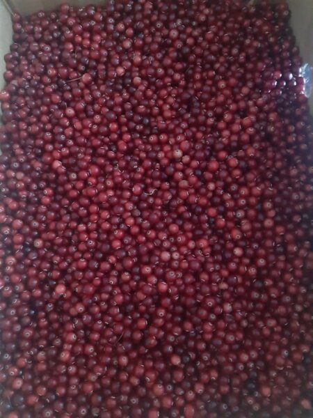 skr.su, брусника