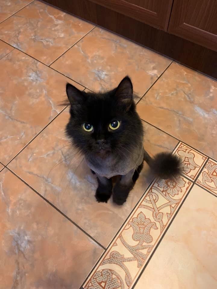 Обнимательный кот